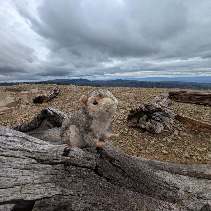 Stuffed squirrel adventure