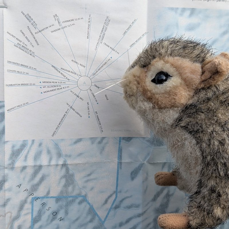 Stuffed squirrel adventure