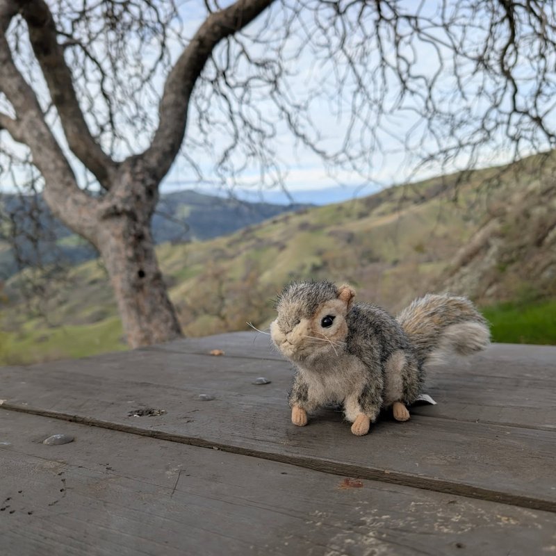 Stuffed squirrel adventure