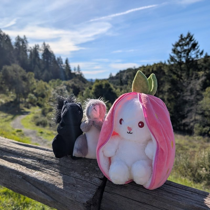 Lady Douglas adventure