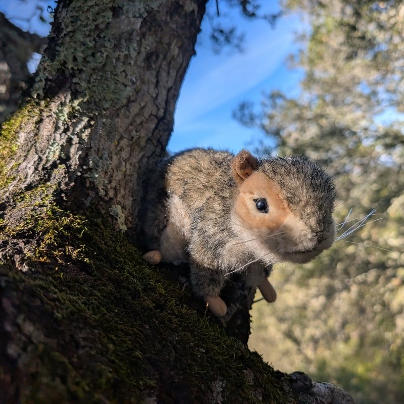 Stuffed squirrel adventure