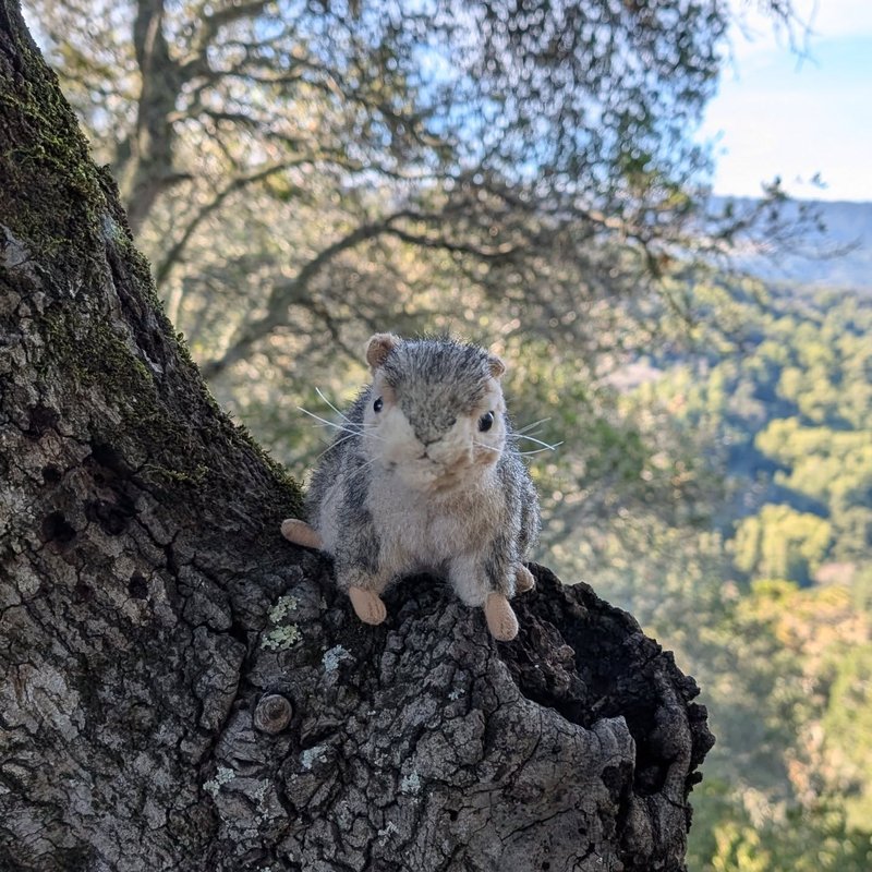 Stuffed squirrel adventure