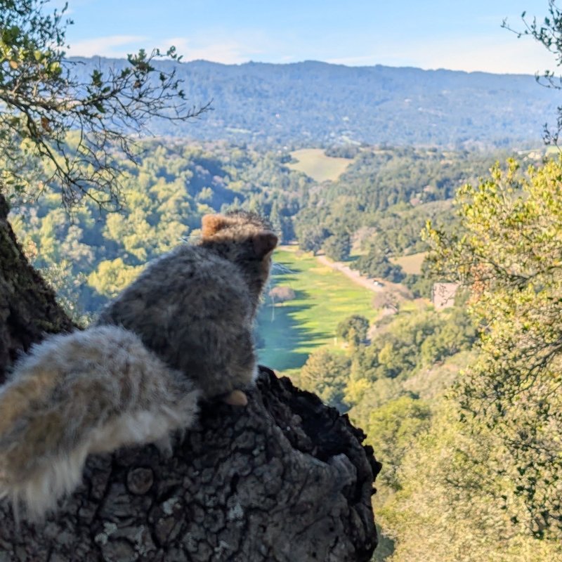 Stuffed squirrel adventure