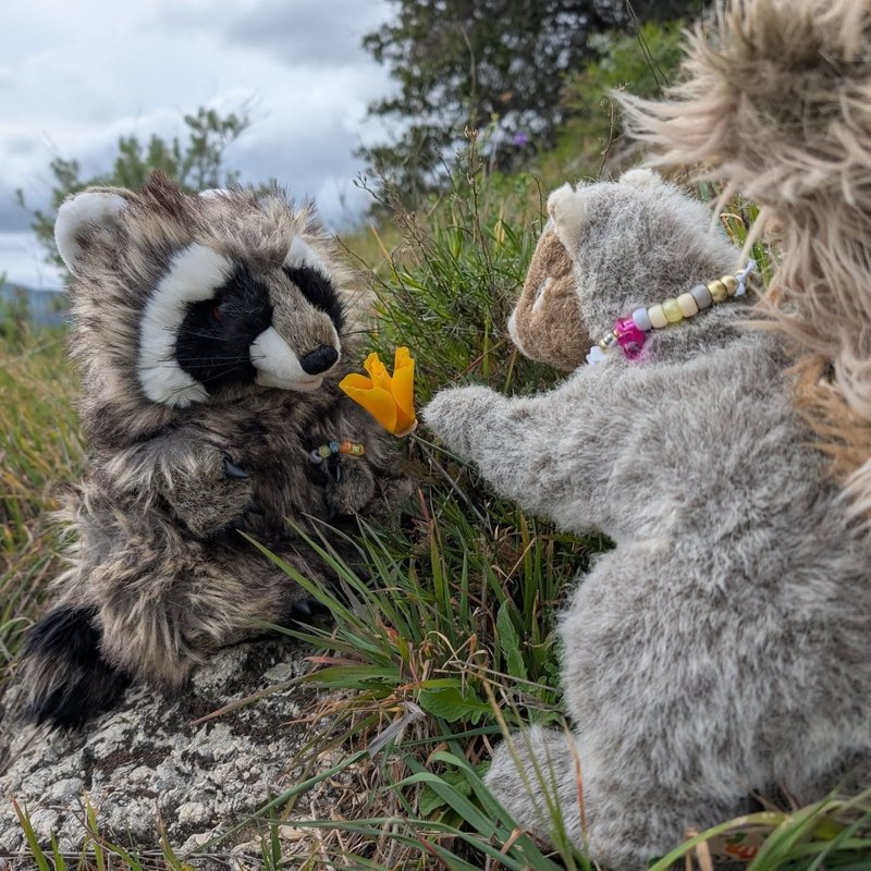 Stuffed squirrel adventure