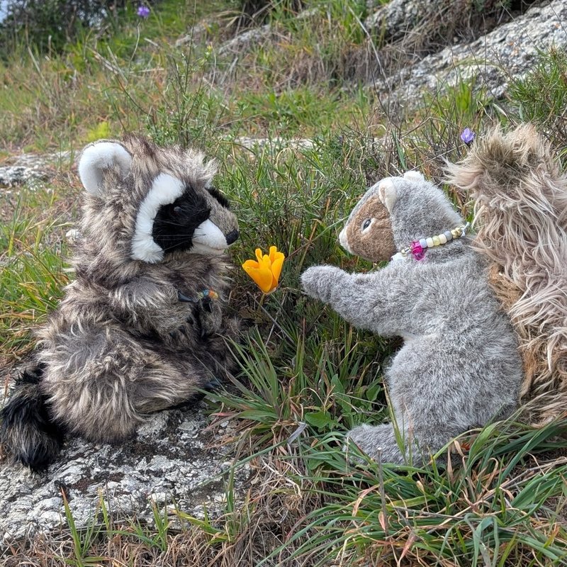 Stuffed squirrel adventure