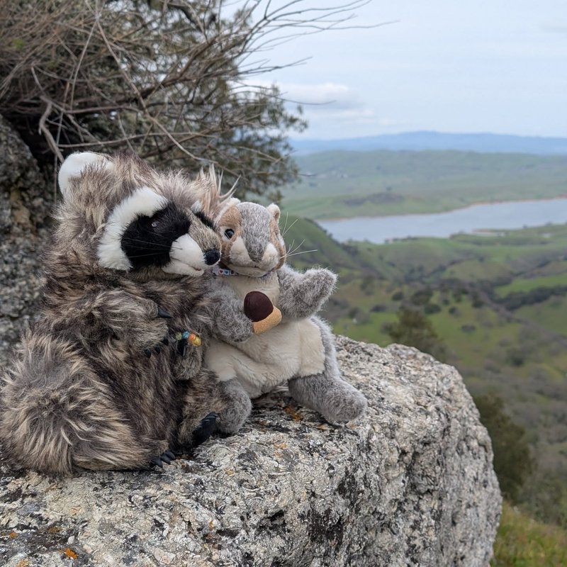 Stuffed squirrel adventure