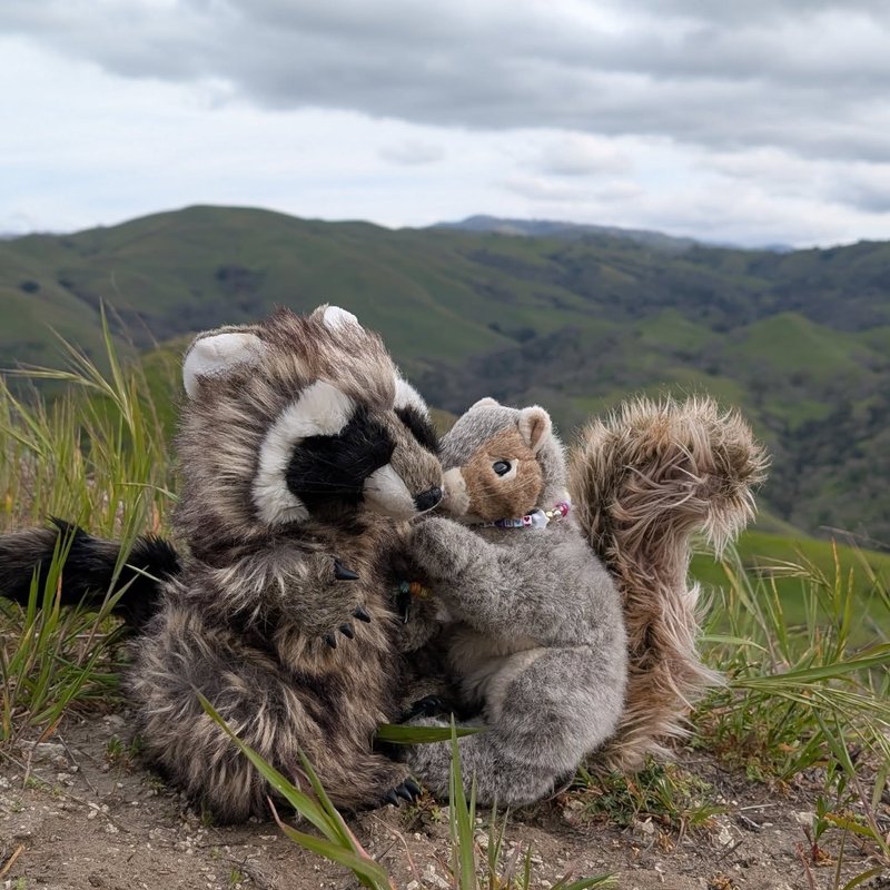 Stuffed squirrel adventure