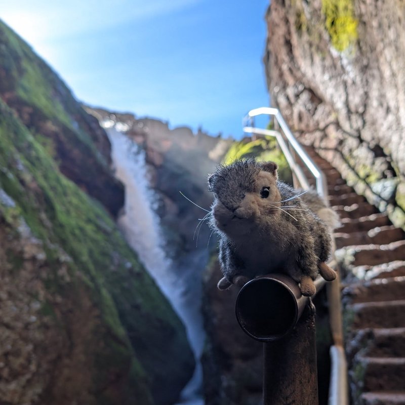 Stuffed squirrel adventure