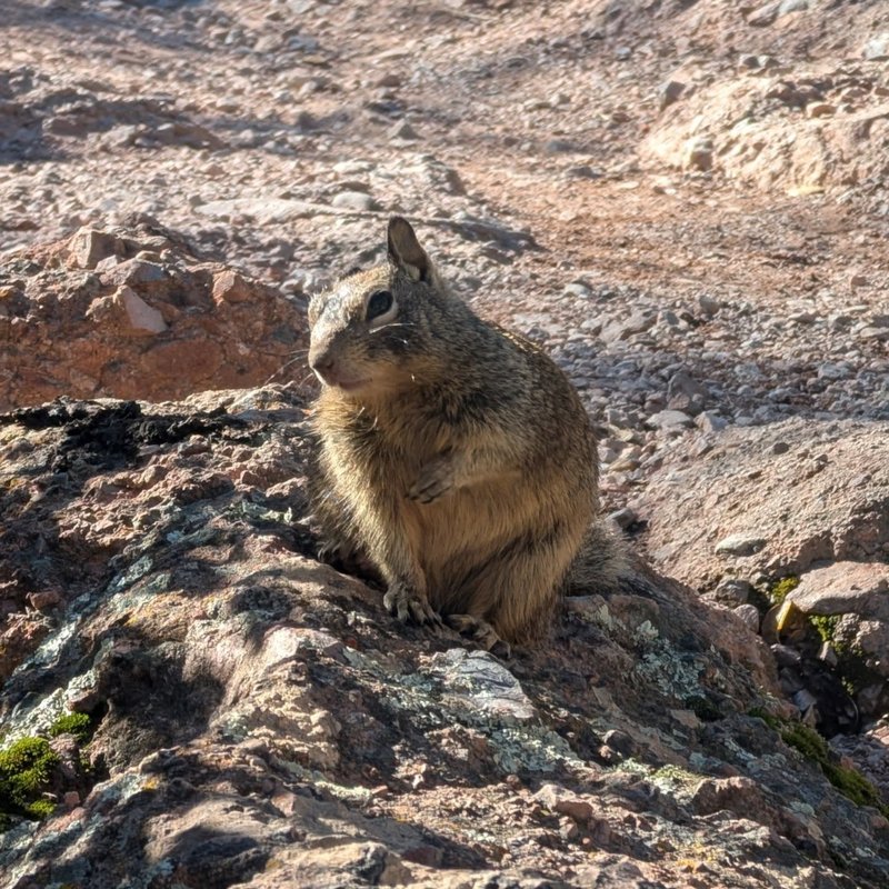 Stuffed squirrel adventure