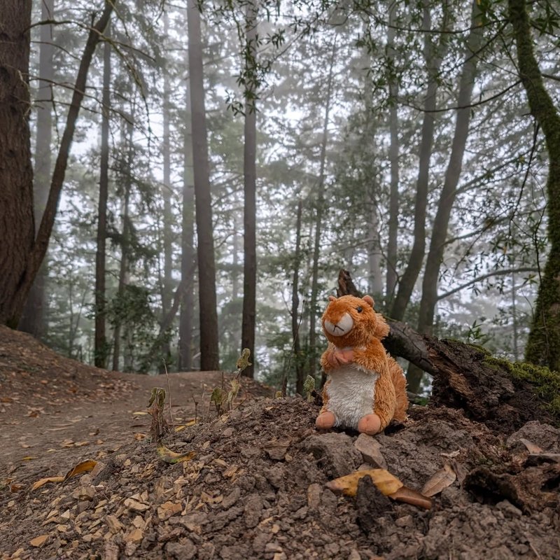 Stuffed squirrel adventure