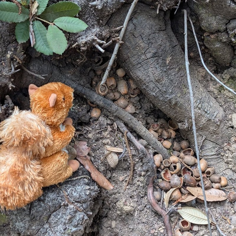 Stuffed squirrel adventure