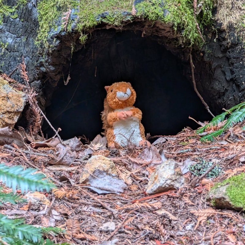 Stuffed squirrel adventure