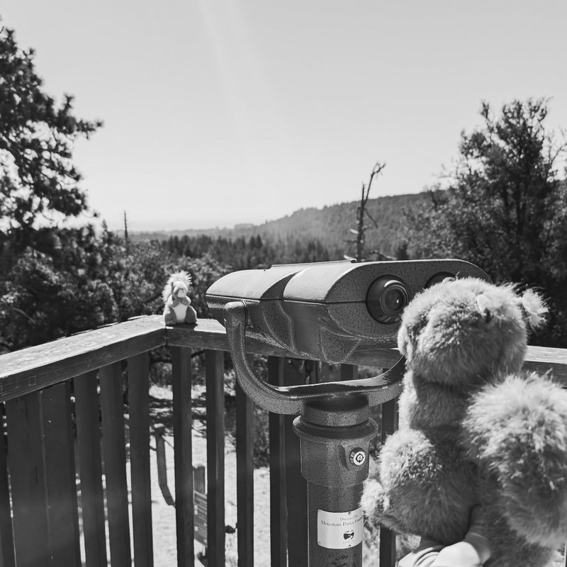 Stuffed squirrel adventure