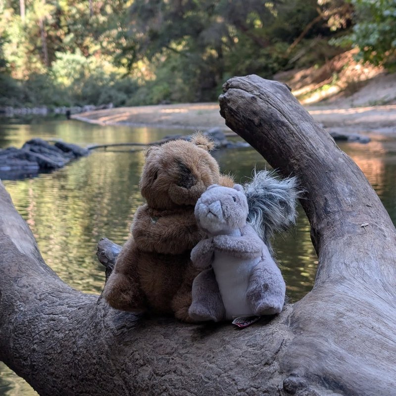 Stuffed squirrel adventure