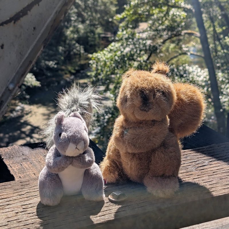 Stuffed squirrel adventure