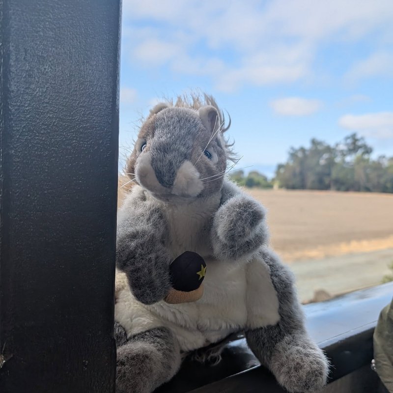 Stuffed squirrel adventure