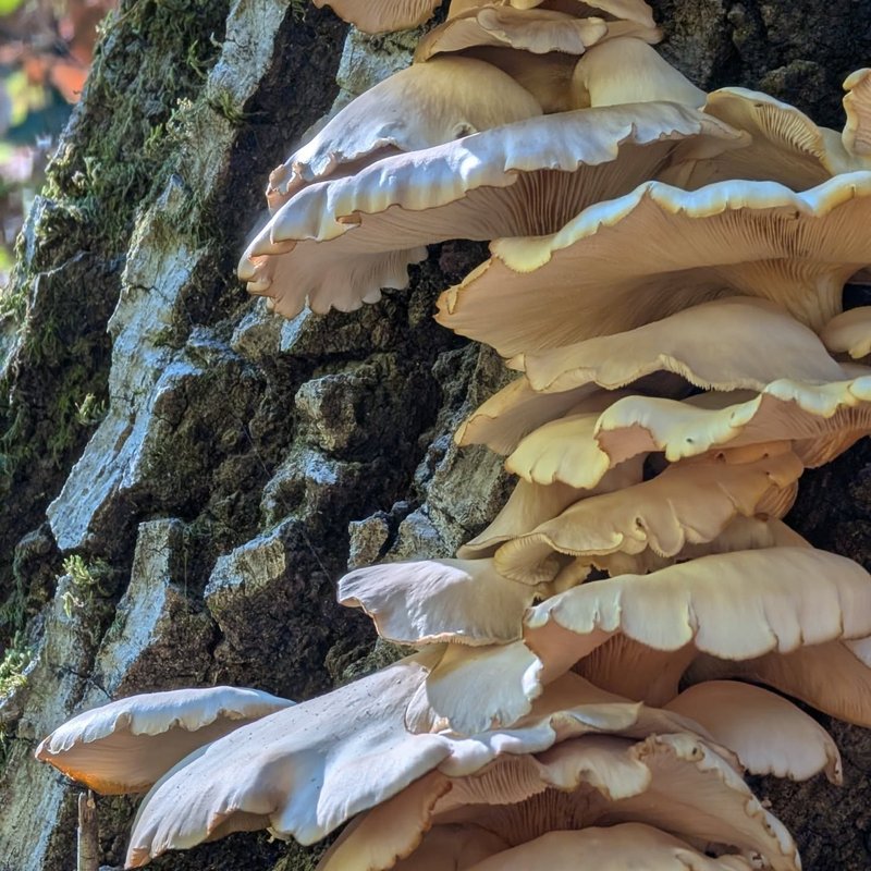 Stuffed squirrel adventure