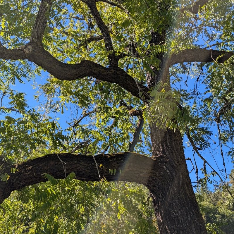 Stuffed squirrel adventure