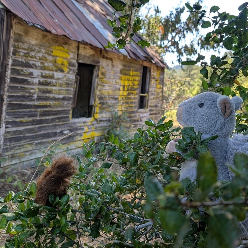 Stuffed squirrel adventure