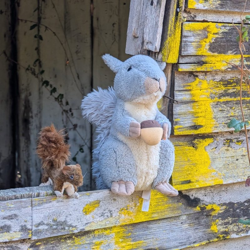 Stuffed squirrel adventure