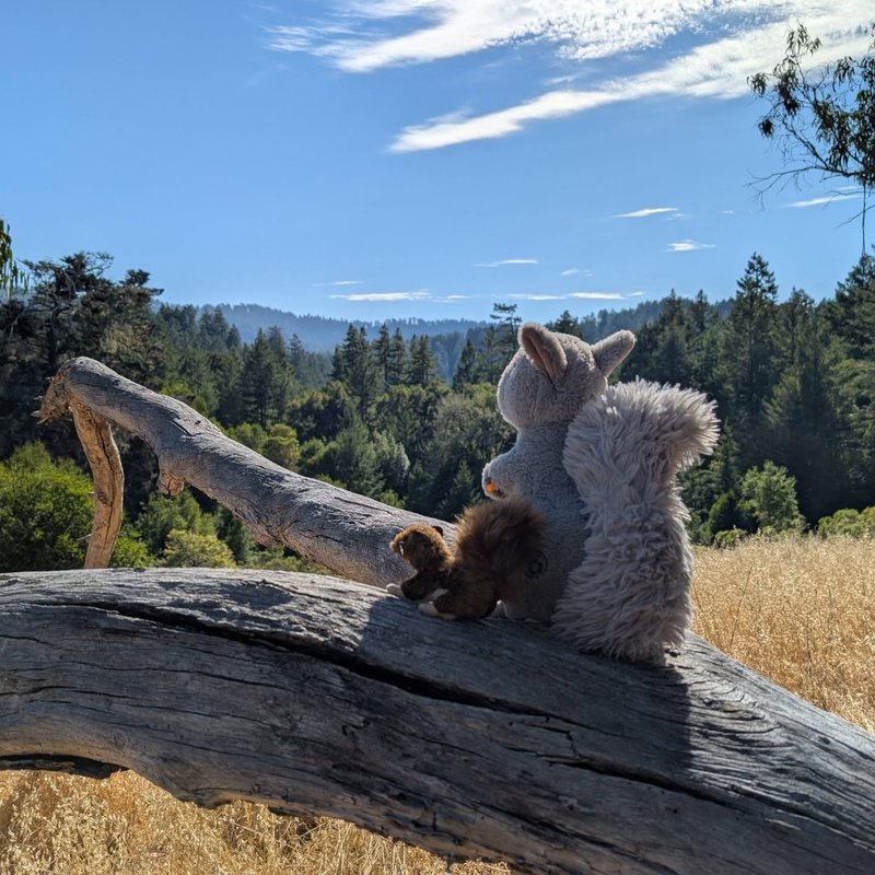 Stuffed squirrel adventure