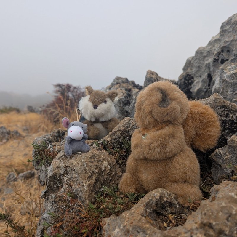 Stuffed squirrel adventure