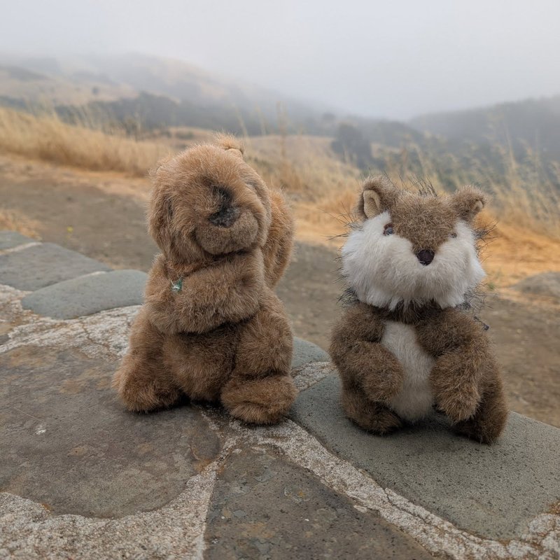 Stuffed squirrel adventure
