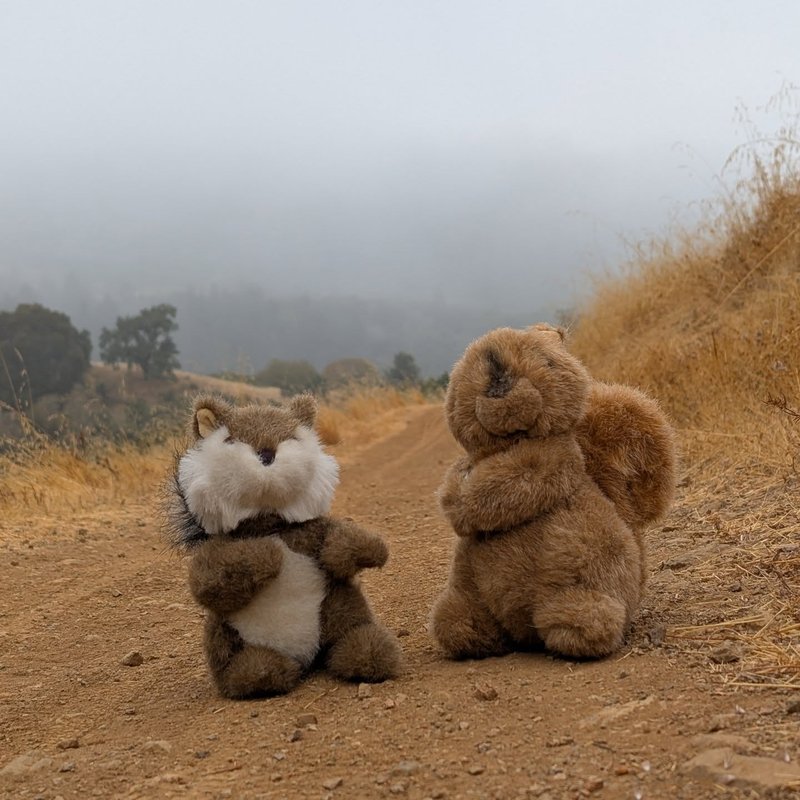 Stuffed squirrel adventure