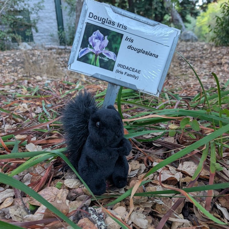 Stuffed squirrel adventure