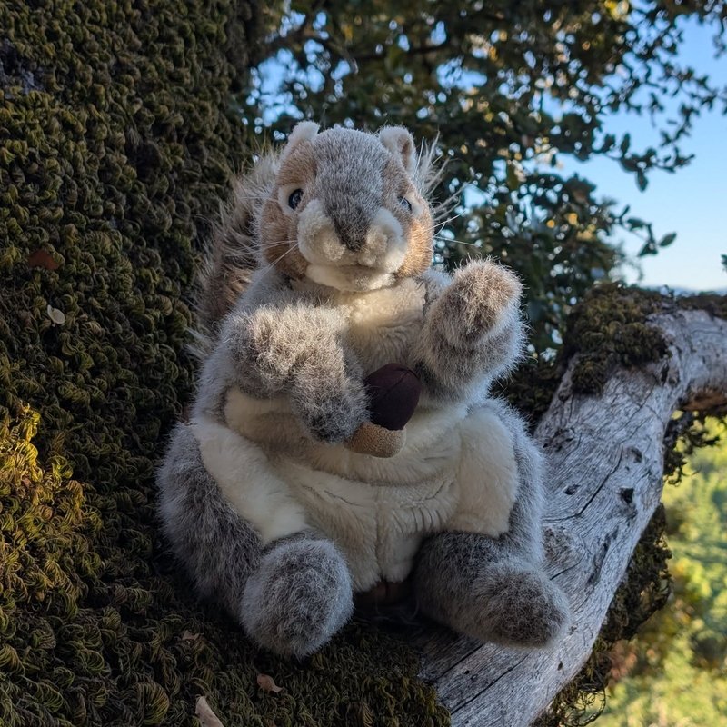 Stuffed squirrel adventure
