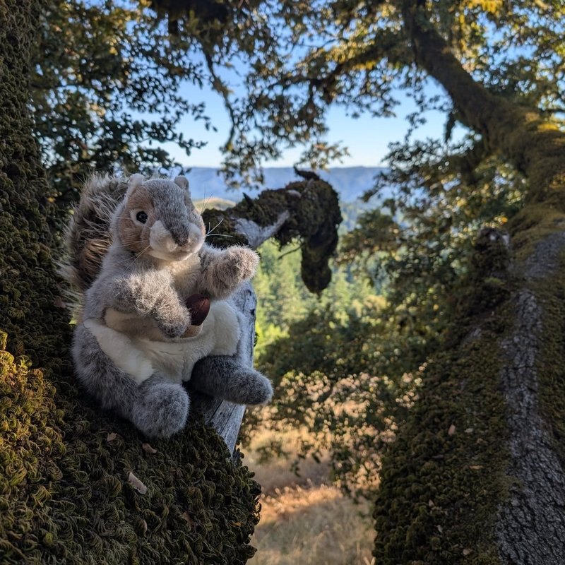 Stuffed squirrel adventure
