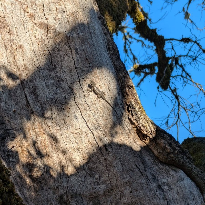 Stuffed squirrel adventure