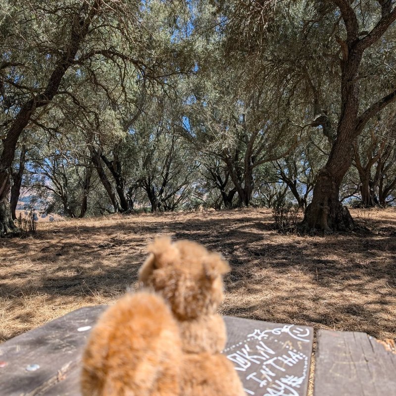 Stuffed squirrel adventure