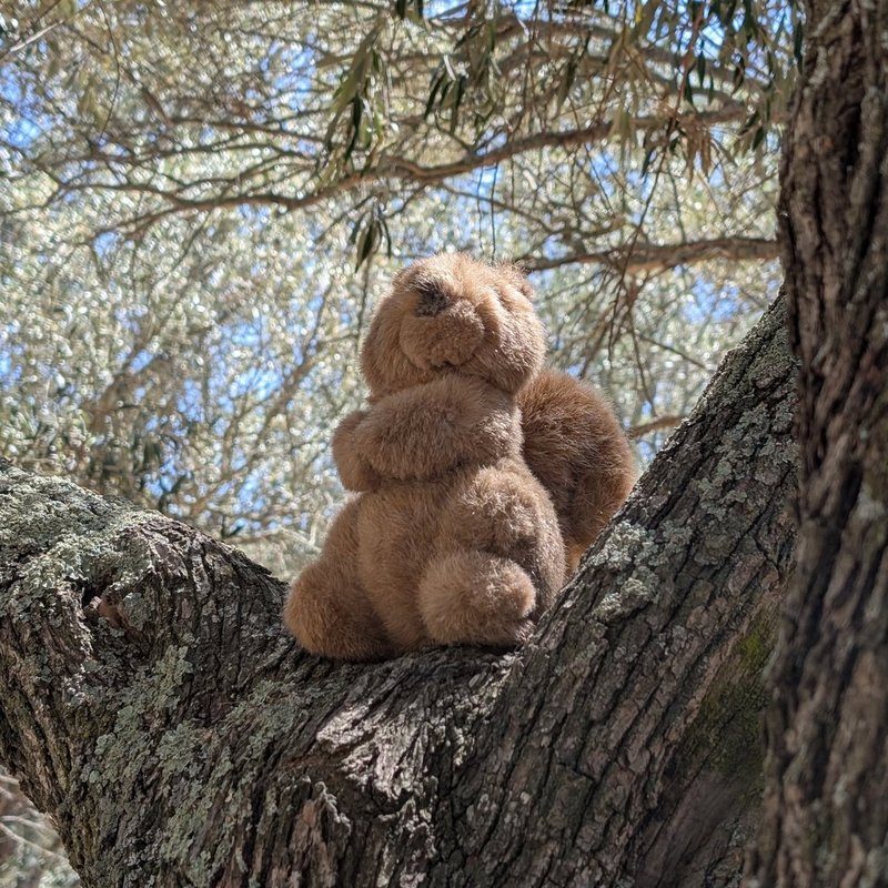 Stuffed squirrel adventure