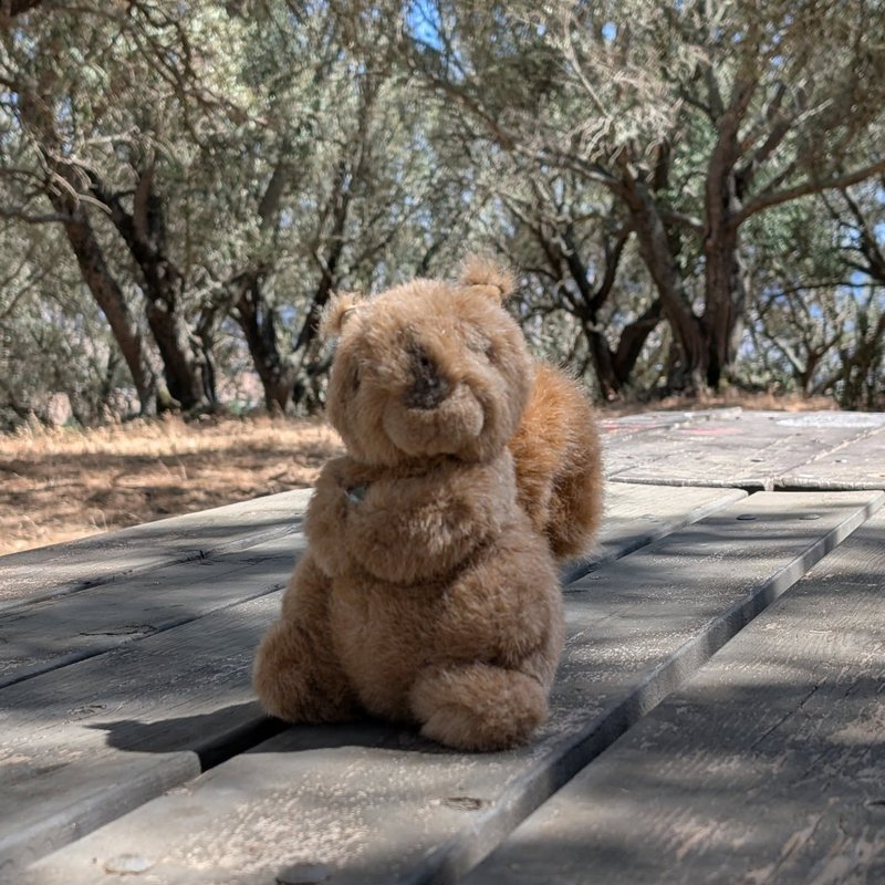 Stuffed squirrel adventure