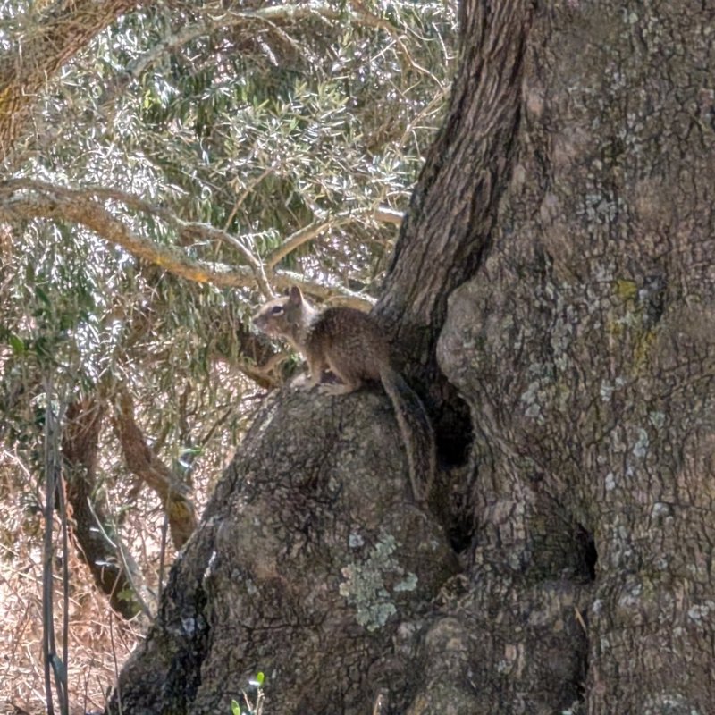 Stuffed squirrel adventure