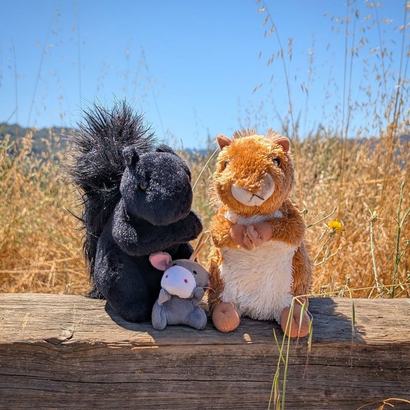 Stuffed squirrel adventure