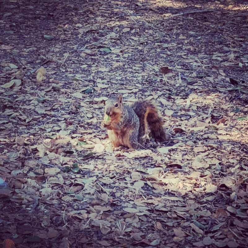 Stuffed squirrel adventure