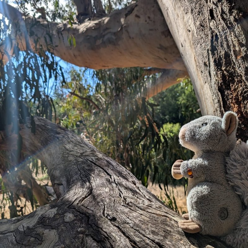 Stuffed squirrel adventure