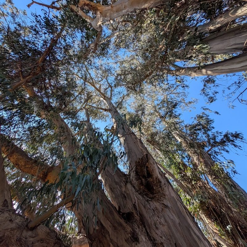 Stuffed squirrel adventure