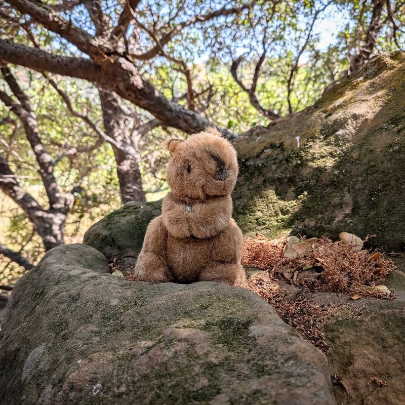 Sovty adventure