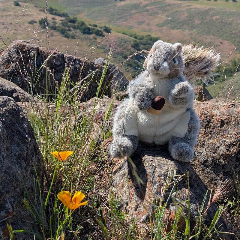Squeaker adventure