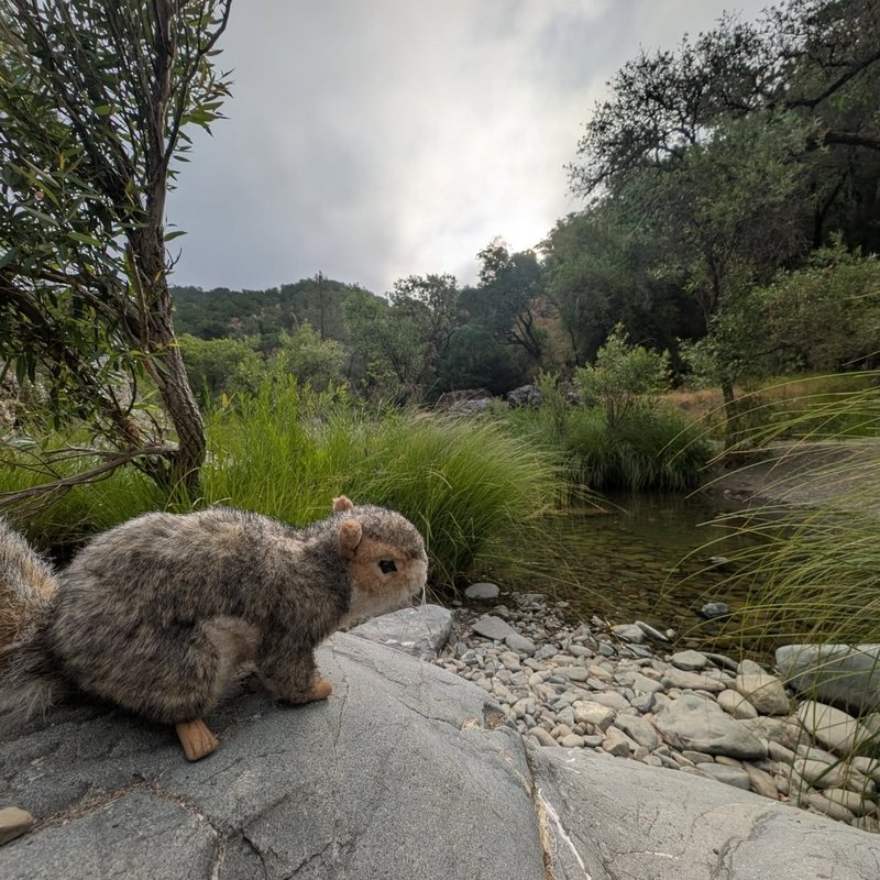 Stuffed squirrel adventure