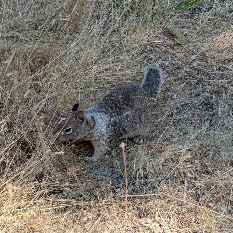 Stuffed squirrel adventure