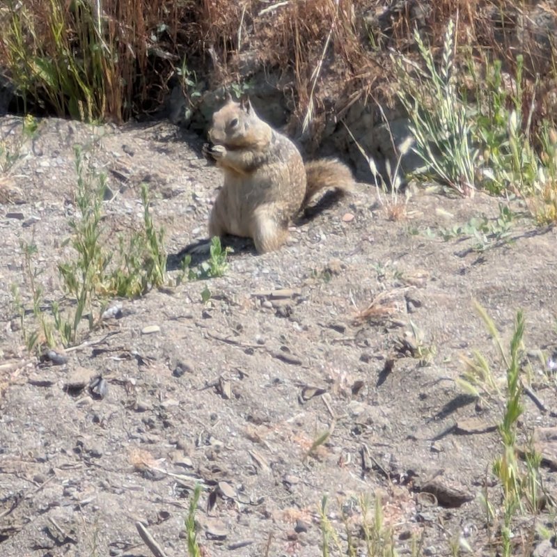 Stuffed squirrel adventure