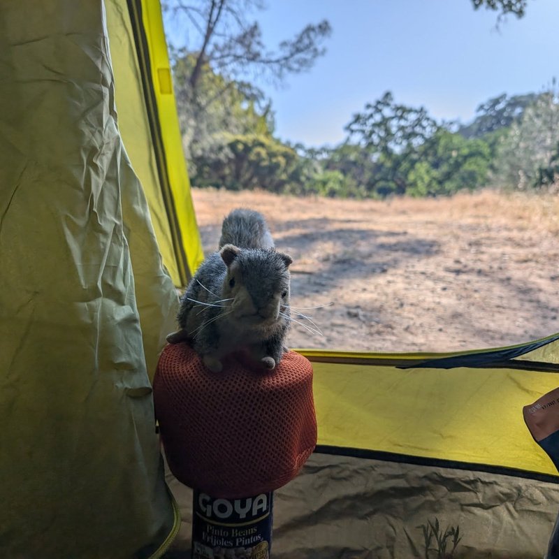 Stuffed squirrel adventure