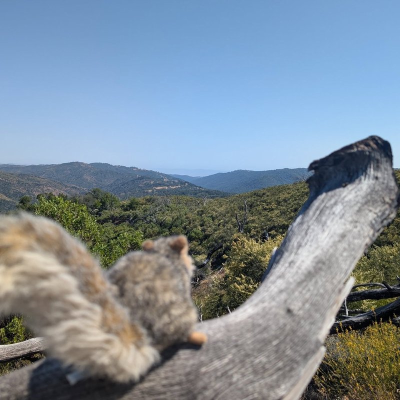 Stuffed squirrel adventure