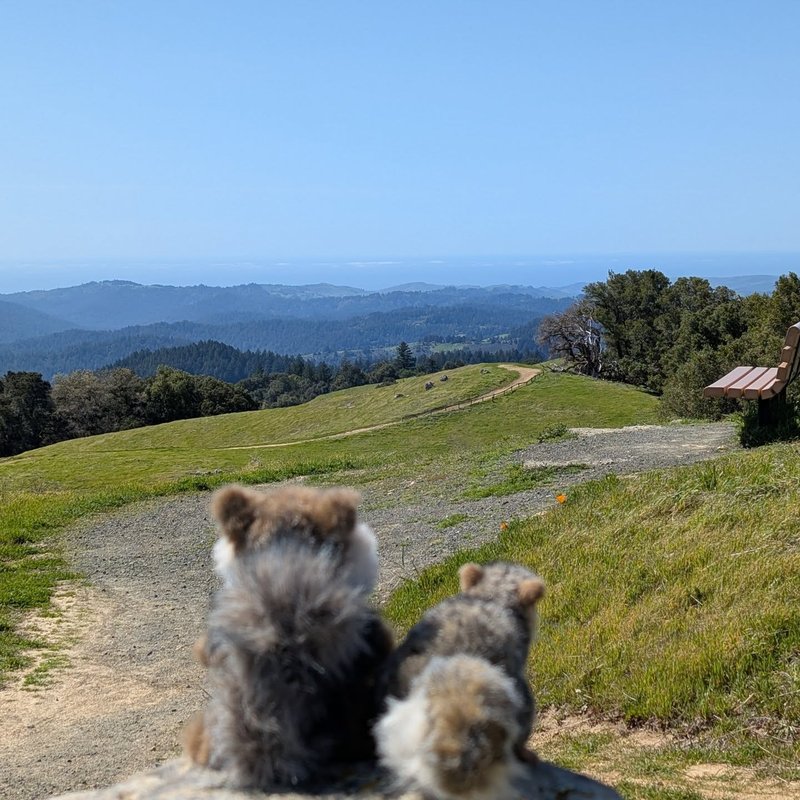 Pineseeker adventure