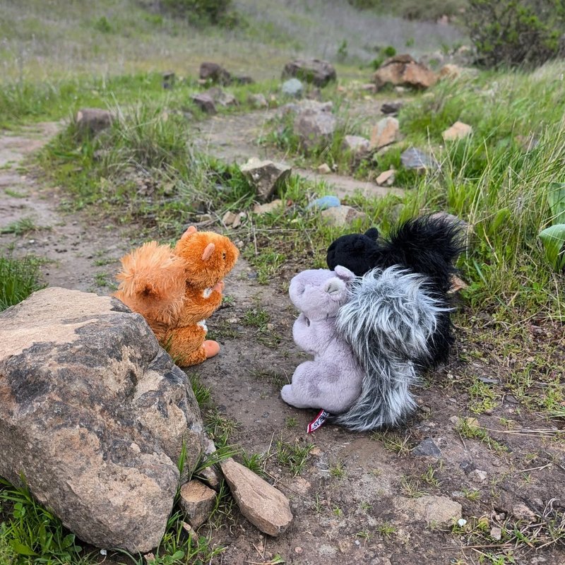 Lady Douglas adventure