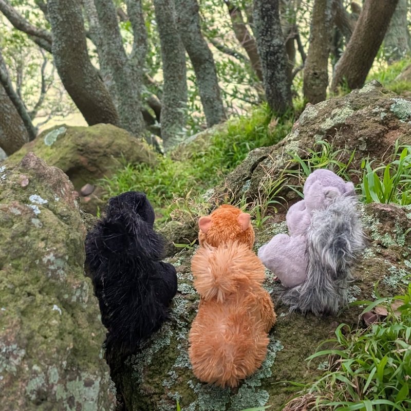 Lady Douglas adventure